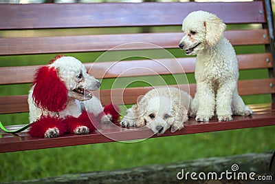 Designer haircut, beautiful poodles with tinted ears in red Stock Photo