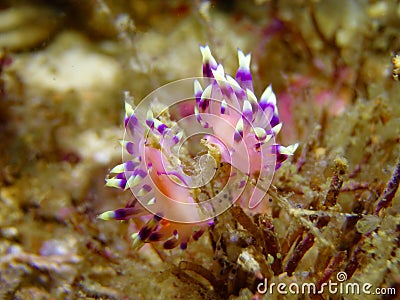 Desirable Flabellina, Nudibranch, Sea Slug Stock Photo