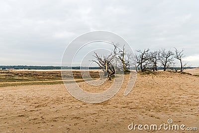 Desolate landscape with bare trees and branches Stock Photo