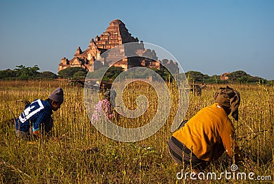 Myanmar Pastoral Workers Editorial Stock Photo