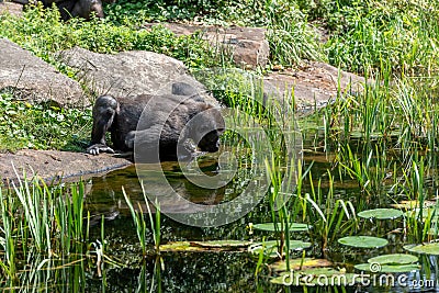 Gorilla drinks from the lake Stock Photo