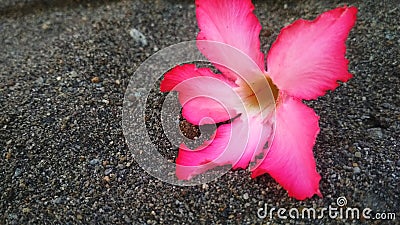 Dessert rose (adenium) flower in the sand Stock Photo