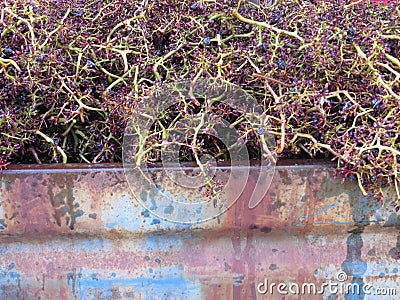 Destalking bunches of grapes Stock Photo
