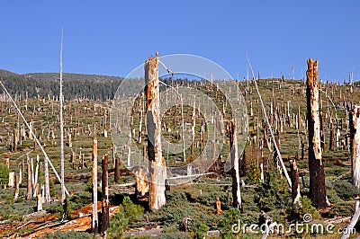 Destroyed Forest Stock Photo