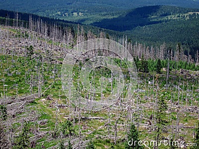 Destroyed forest Stock Photo