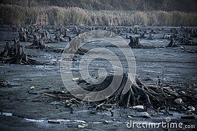 Destroyed forest and area Stock Photo