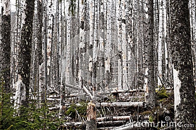 Destroyed forest, a lot of dead trees Stock Photo