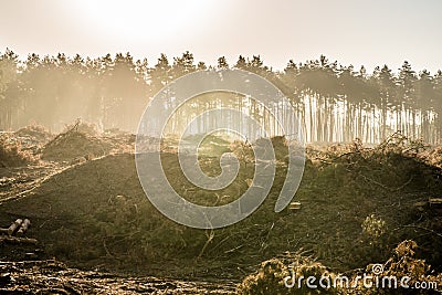 Destroyed the forest. Save the forests Stock Photo