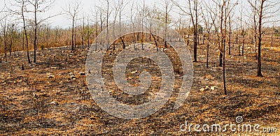 The destruction of forests for shifting cultivation in Thailand Stock Photo