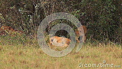 Det afrikanska lejonet, pantheraen leo, gruppanseendet nära Bush, gröngölingen som spelar, Samburu parkerar i Kenya, stock video Det afrikanska lejonet, pantheraen leo, gruppanseendet nära Bush, gröngölingen som spelar, Samburu parkerar i Kenya, stock video