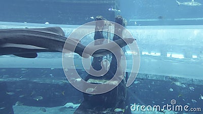 Det marin- akvariet med den enorma fisken för dragningshajarna anfaller i aquaparken Aquaventure i Atlantis semesterortmateriel stock video Det marin- akvariet med den enorma fisken för dragningshajarna anfaller i aquaparken Aquaventure i Atlantis semesterortmateriel stock video