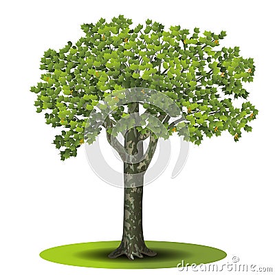 Detached tree sycamore with leaves Vector Illustration