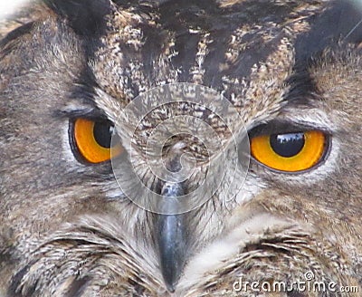 Detai owls head Stock Photo