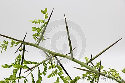 Detail of an acacia branch with thorns, Gleditsia triacanthos Stock Photo