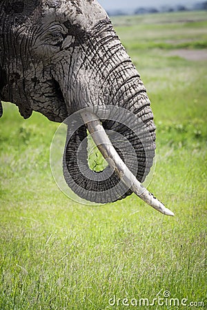 Detail of african elephant with chobot and tusks Stock Photo