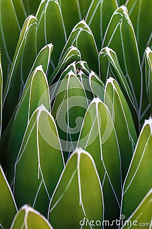 Detail of Agave victoriae-reginae Queen Victoria agave, royal agave, a small species of succulent plant noted for its streaks of Stock Photo