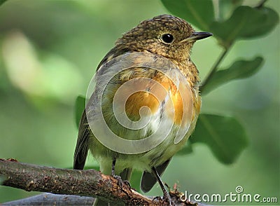 Amazing multicolored bird is taking rest on single branch. Stock Photo