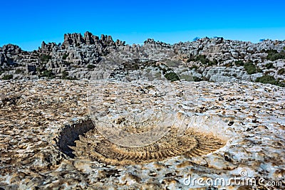 Detail of an ammonite fossil in Torcal de Antequera in Malaga, Spain, an impressive karst landscape Stock Photo
