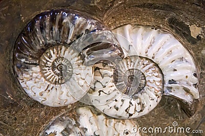 Detail of the Ammonites fossil Stock Photo