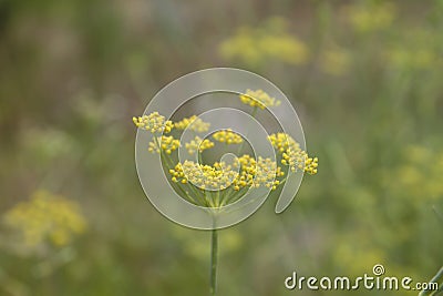Detail of anise plant yellow flowers Stock Photo