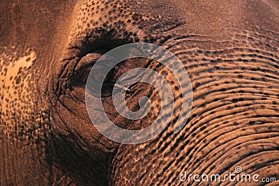 Detail of asian elephant Stock Photo