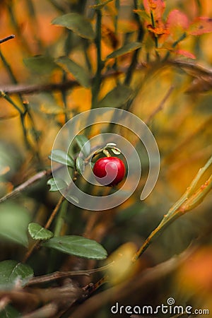 Detail of autumn fruit growing in the Finnish countryside in the Kainuu region. Vaccinium oxycoccos amidst many abrev at sunset. Stock Photo