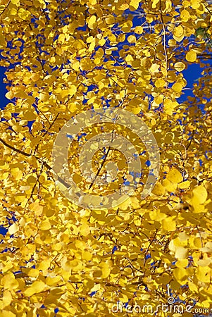 Detail, Autumn, golden aspens Stock Photo