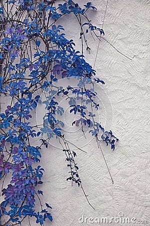 Detail of autumnal blue ivy on painted wall. Leaves on white plaster background in Autumn Stock Photo