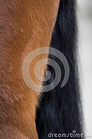 detail of the back hindfoot of a brown horse Stock Photo