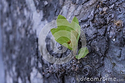 Detail on bark tree with blurred effect purple background detail Stock Photo