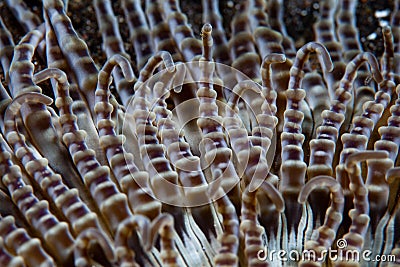 Detail of Beaded Anemone Tentacles Stock Photo