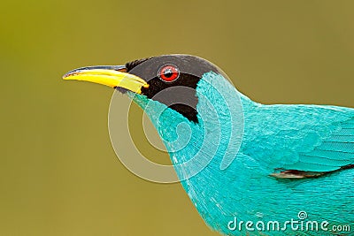 Detail of beautiful bird. Green Honeycreeper, Chlorophanes spiza, exotic tropic malachite green and blue bird form Costa Rica. Tan Stock Photo