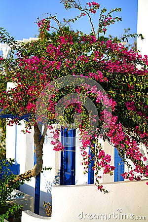 Detail of a beautiful bouganvillae in September in Parikia, on the island of Paros Stock Photo