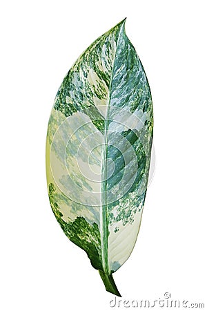 Detail of Beautiful Dieffenbachia leaf isolated on white Stock Photo