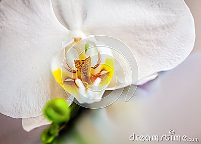 Detail of a beautiful white phalaenopsis orchid Stock Photo