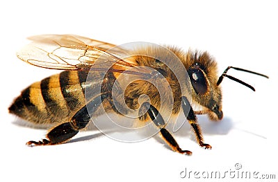 Detail of bee or honeybee , Apis Mellifera Stock Photo