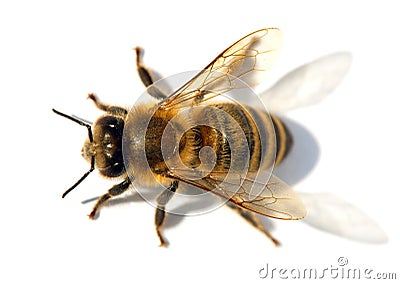 Detail of bee or honeybee , Apis Mellifera Stock Photo