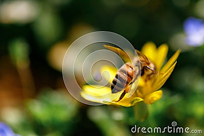 Detail of bee or honeybee in Latin Apis Mellifera, european or western honey bee sitting on the yellow flower Stock Photo