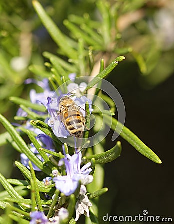 detail of a bee on top a rosemary flower Stock Photo