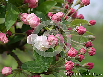 Detail bench from a apple tree with buds before shortly before flowering Stock Photo