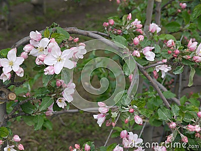 Detail bench from a apple tree with open blossom Stock Photo