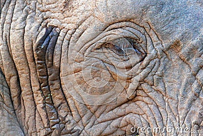 Detail of big elephant. Wildlife scene from nature. Art view on nature. Eye close-up portrait of big mammal, Etosha NP, Namibia in Stock Photo