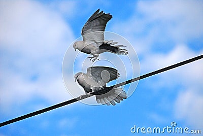 The detail of the birds on the wire , pigeon Stock Photo