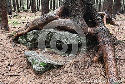 Bizzare Spruce Roots Stock Photo