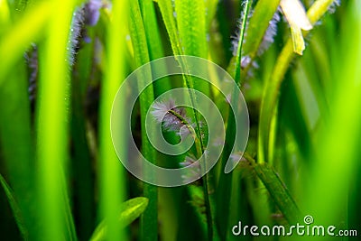 Detail of black beard algae or brush algae Audouinella sp., Rhodochorton sp. growing on aquarium plant leaves with blurred Stock Photo