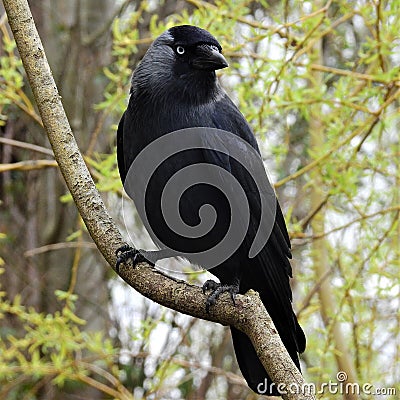 Black rook with closed beak and black feathers is sitting on branch. Stock Photo