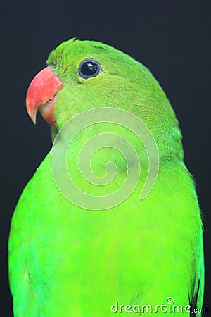 Black-winged lovebird Stock Photo