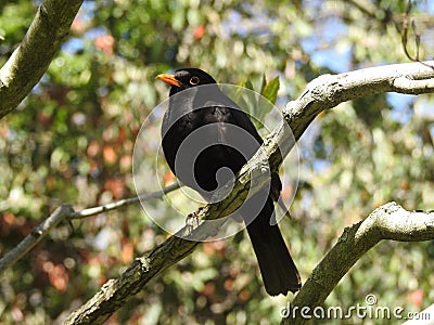 Blackbird is sitting on long branch. Stock Photo