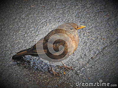 Blackbird is standing on wall. Stock Photo