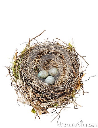 Detail of blackbird eggs in nest isolated on white Stock Photo